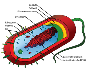 494px-Average_prokaryote_cell-_en.svg.png