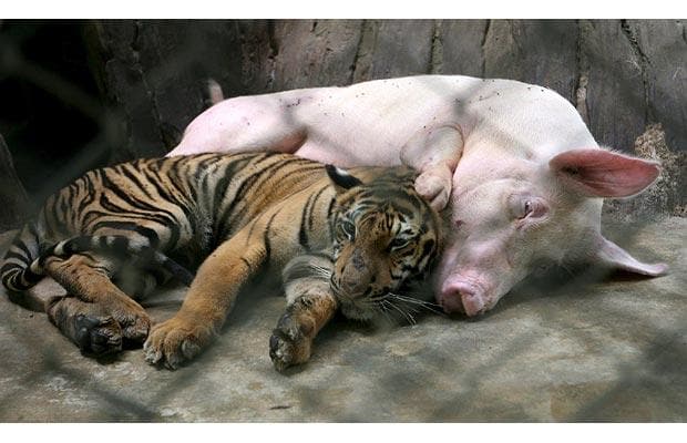 Pig-tiger_1382056i.jpg