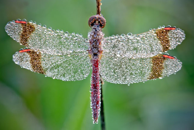 35 Stunning Macro Photography Ideas Smashing Magazine