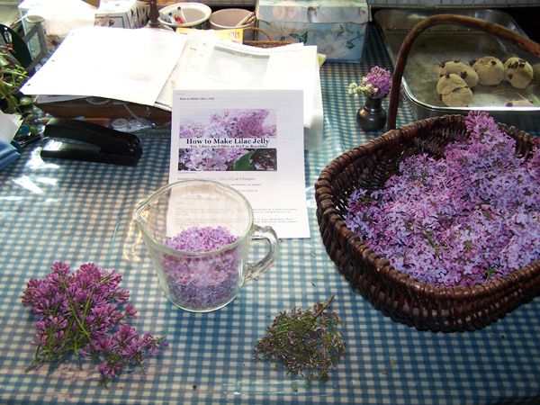 Lilac jelly - processing lilacs1 crop May 2018.jpg
