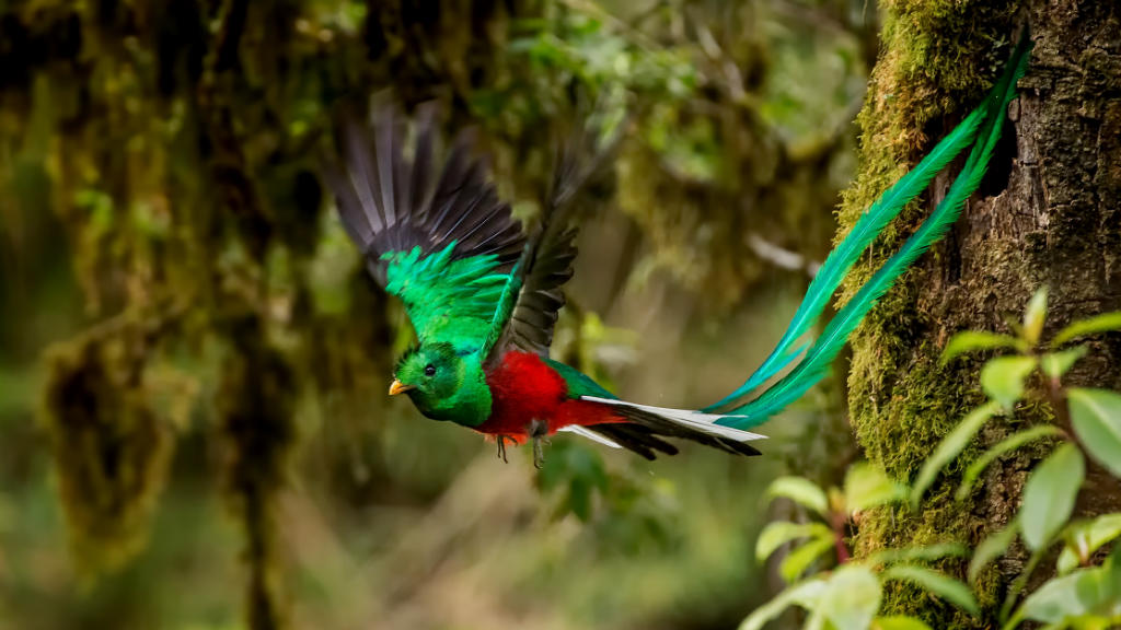The Quetzal.jpg