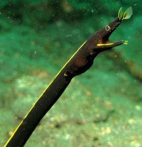 Ribbon_Eel-291x300.jpg