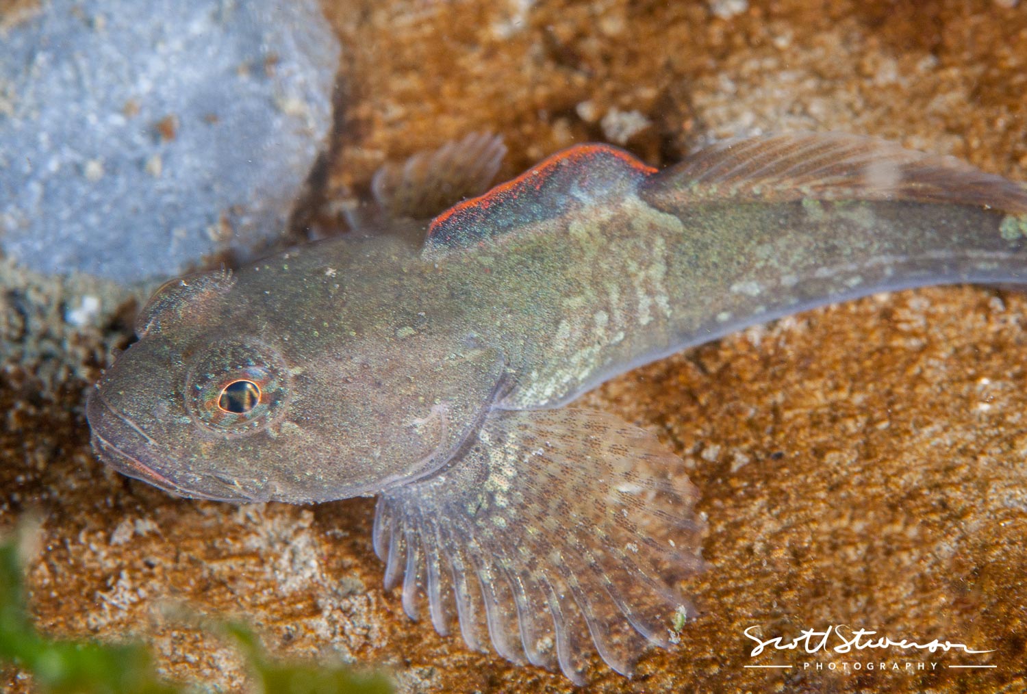 Rose Lip Sculpin-2.jpg