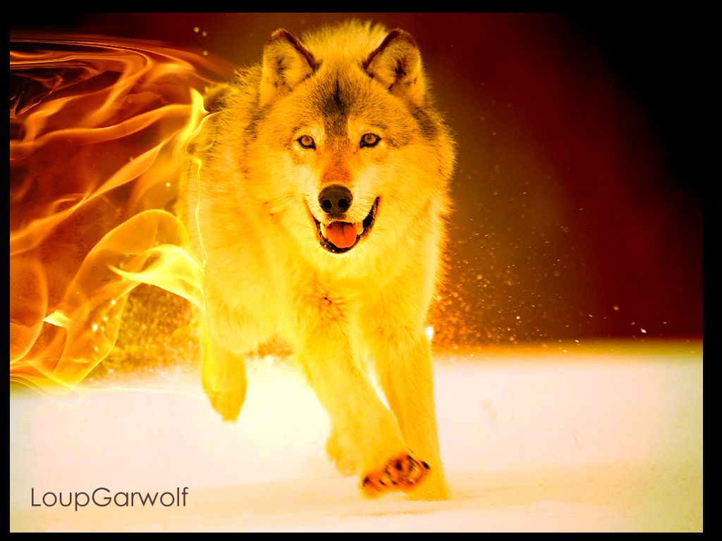 fire_wolf_v2_by_loupgarwolf-d4yz8yl.jpg