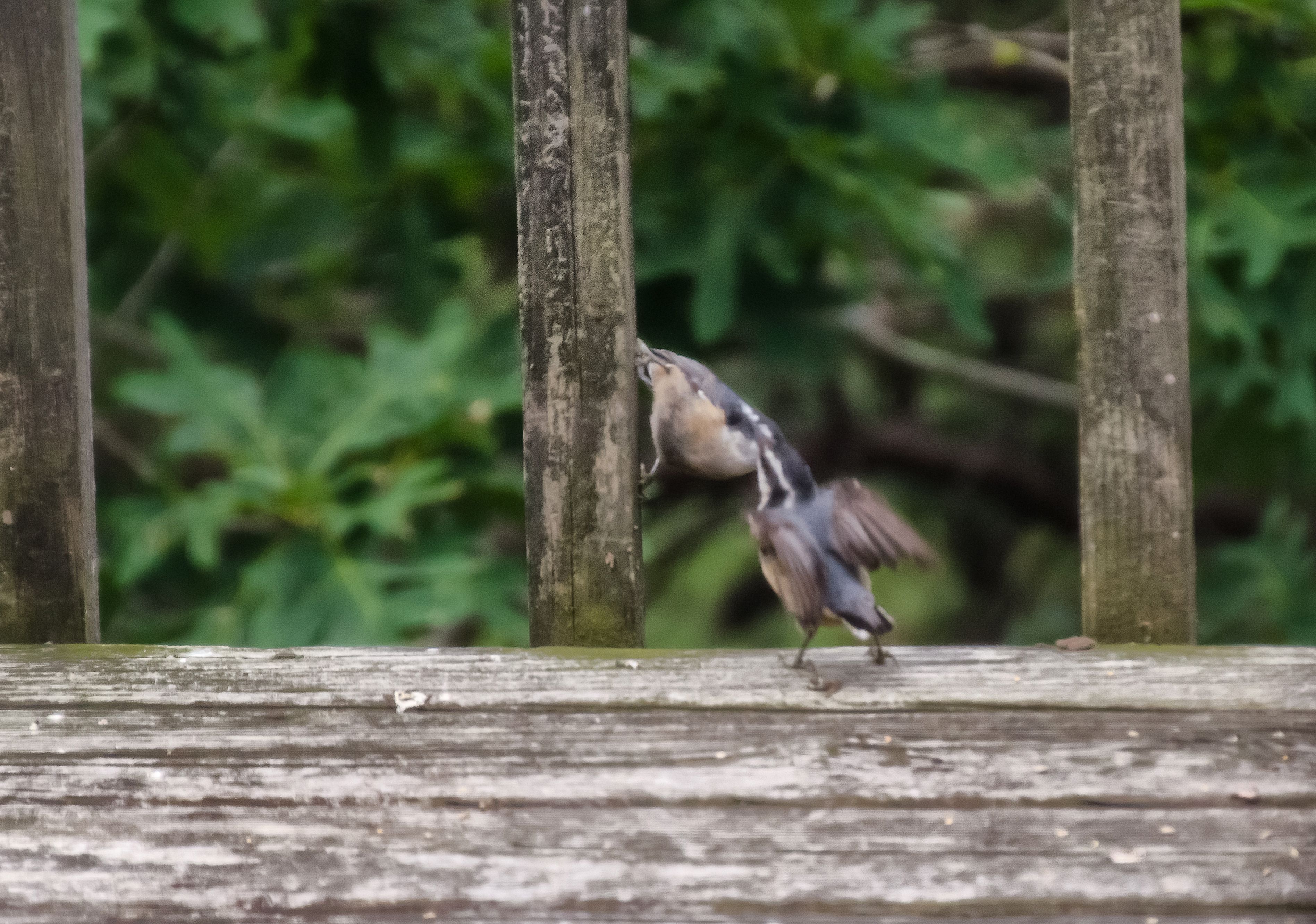 Nuthatch 3.jpg