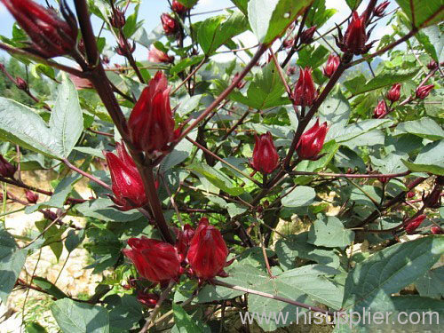 091415356_China_Roselle_extract_s.jpg