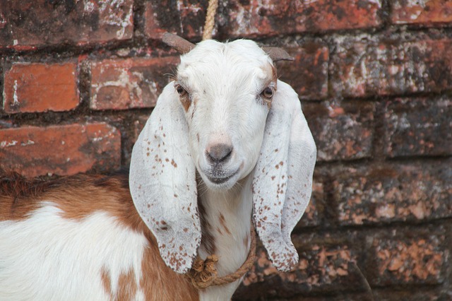 goat-142716_640.jpg