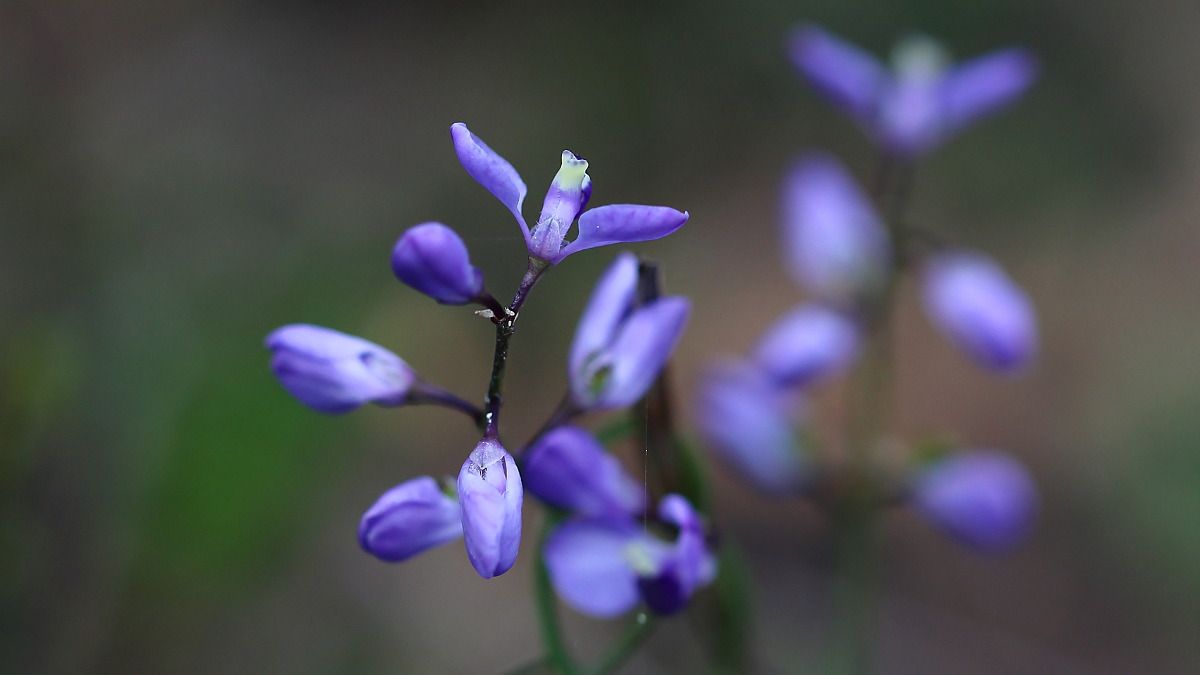 Comesperma volubile Blue lovecreeper  HSOCA Latrobe Tas 2017-10-26.jpg