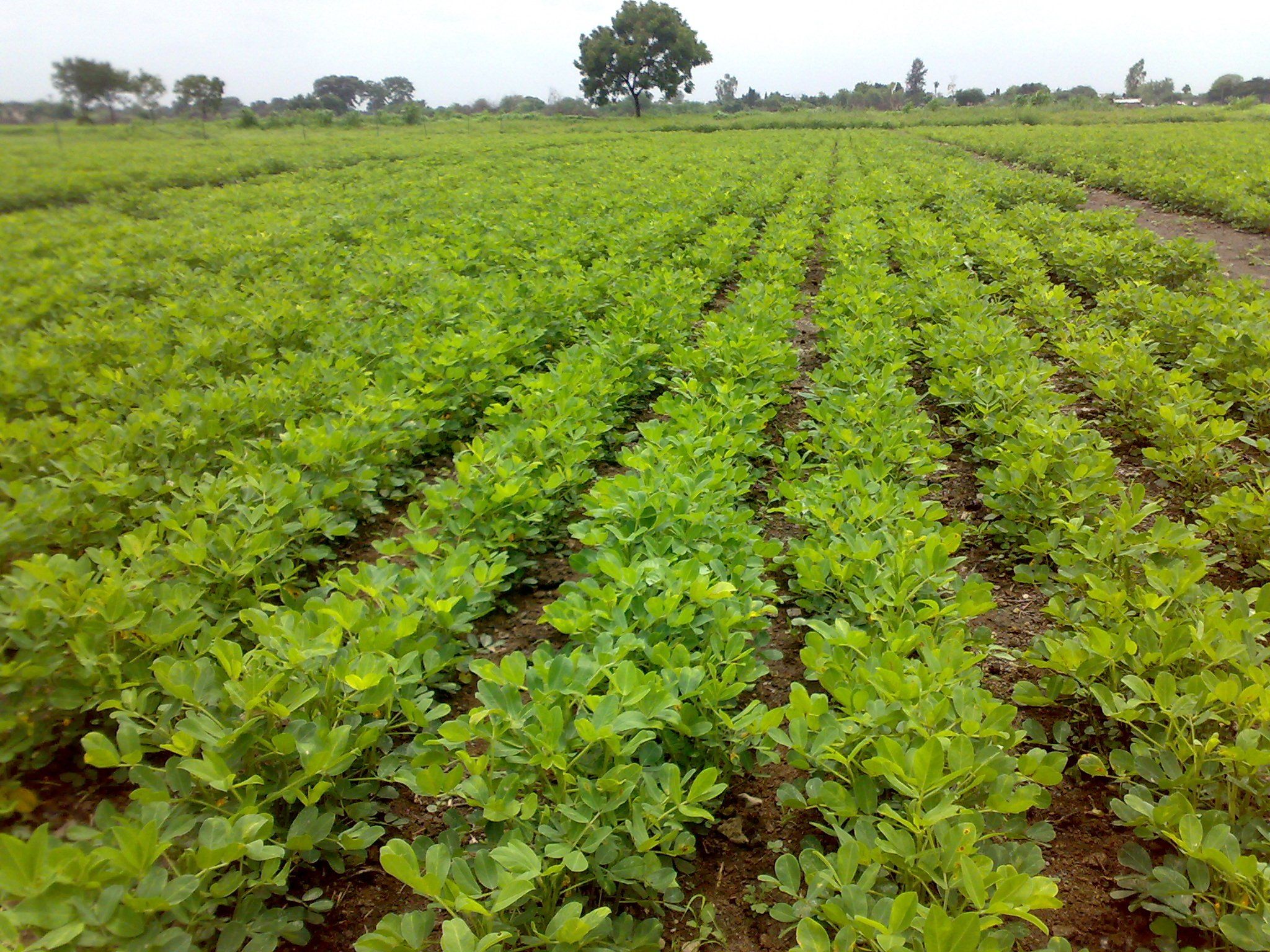 Cultivation_of_peanut_crop_in_Junagadh_region_of_Western_India.jpg