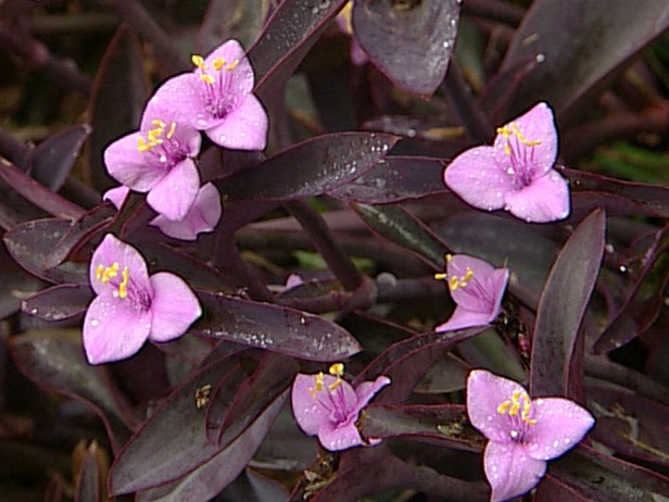 Tradescantia pallida 'purple-heart'.jpg