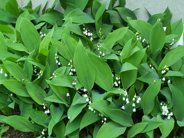 North Corner - lily of the valley crop May 2018.jpg