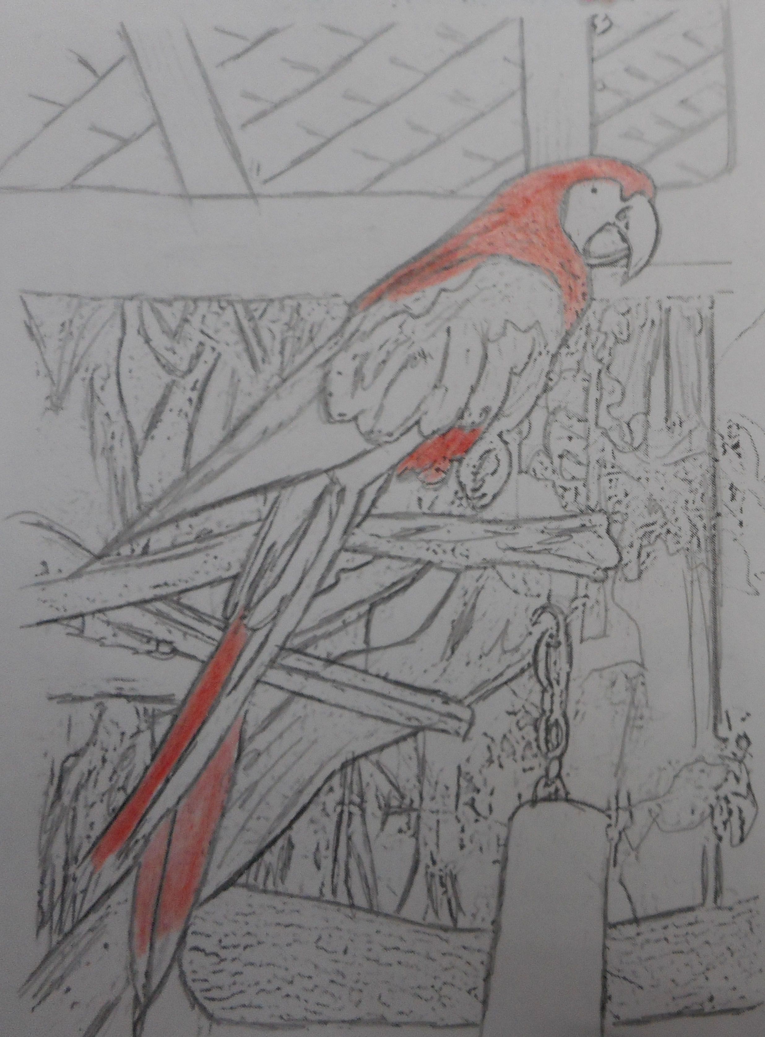 Drawing Parrot On The Tree Steemit