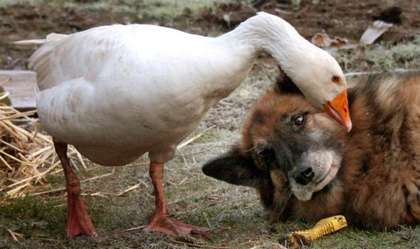 goose and dog.jpg