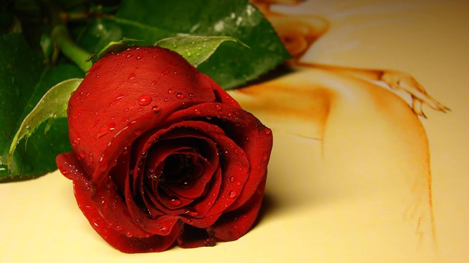 Flower red rose 1.jpg