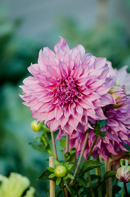 Dahlia_flower_pink.jpg