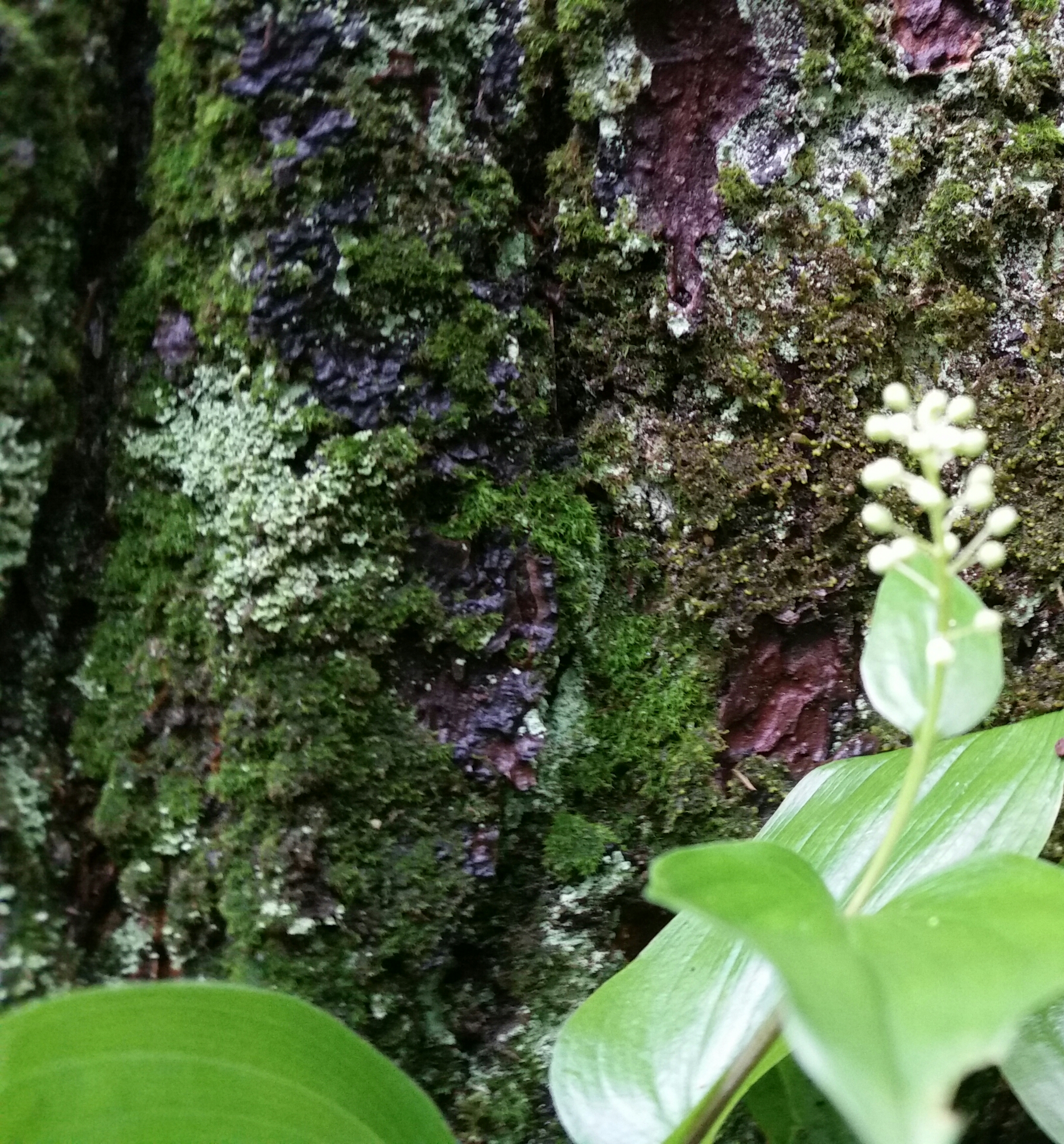 20170526_121232-1.jpg