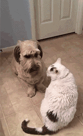 webwxgetmsgimg.gif