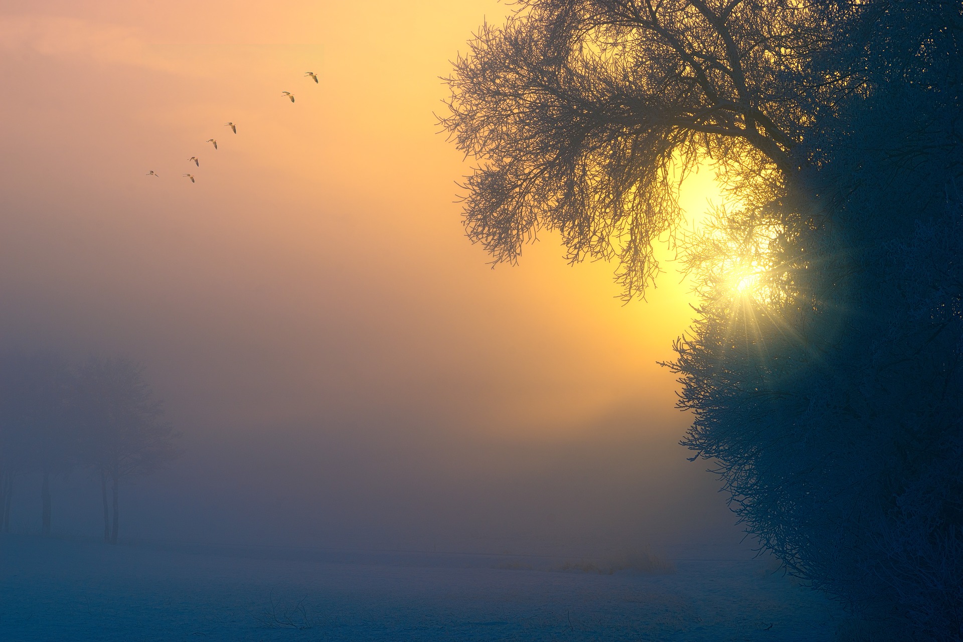 Amanecer neblinoso con árbol y aves