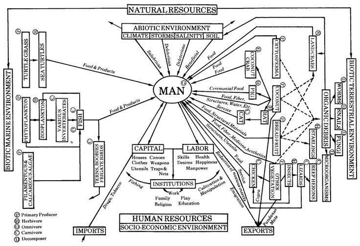 42996b8ec9380c7860152cf50cdc01fe--social-organization-human-ecology.jpg