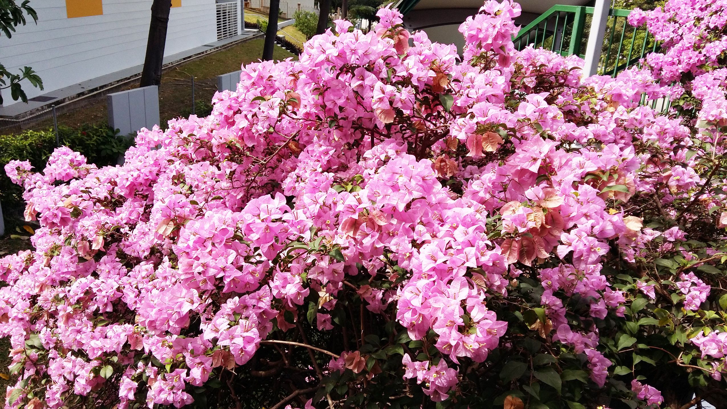 00 bougainvillea pink.jpg