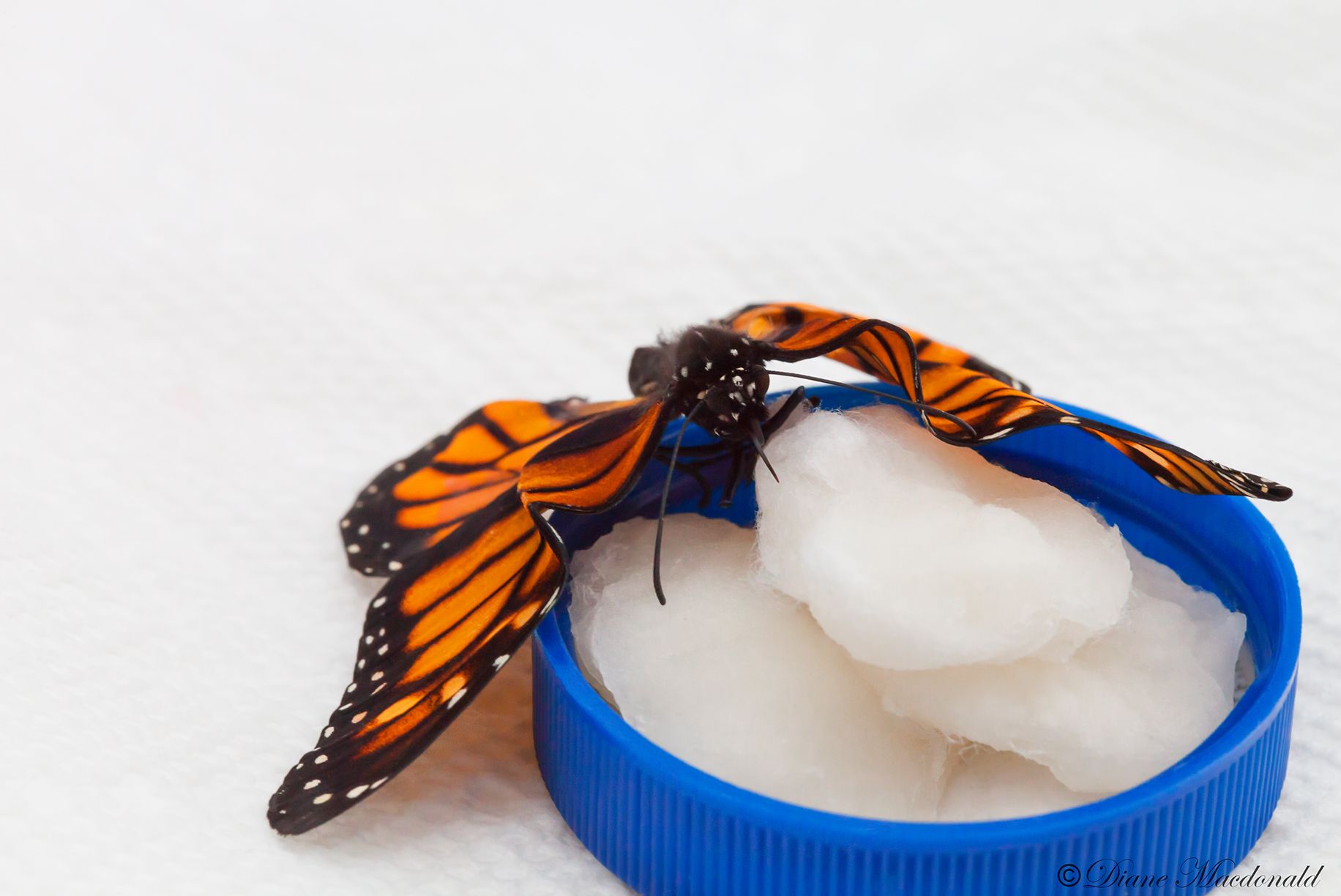 butterfly feeding cotton ball.jpg