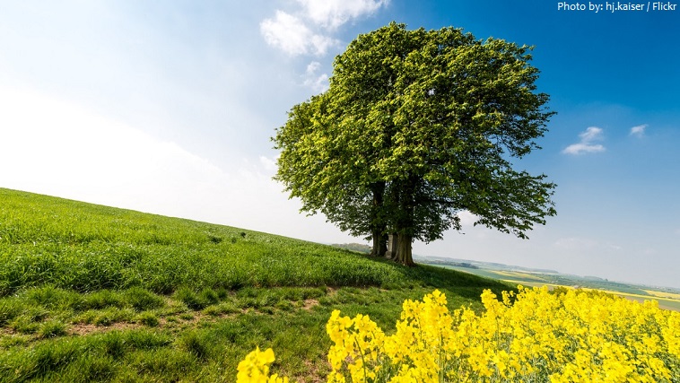 chestnut-tree-2.jpg