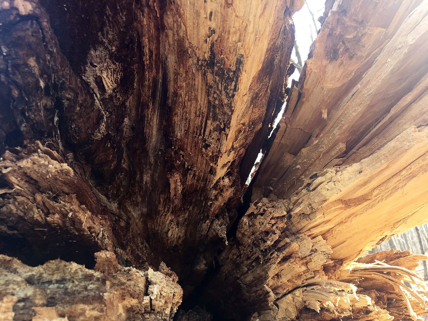 TREE-13.JPG