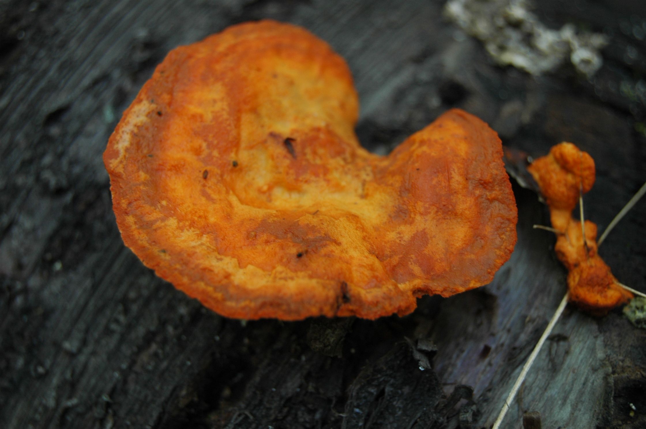 cinnabar_polypore02.JPG