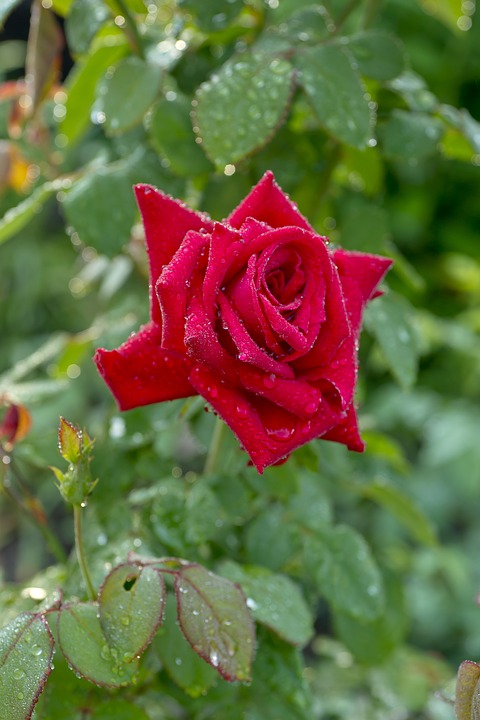 rose-2548227_960_720.jpg