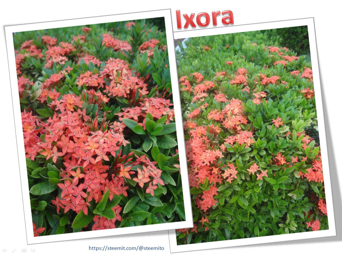 Ixora2.JPG