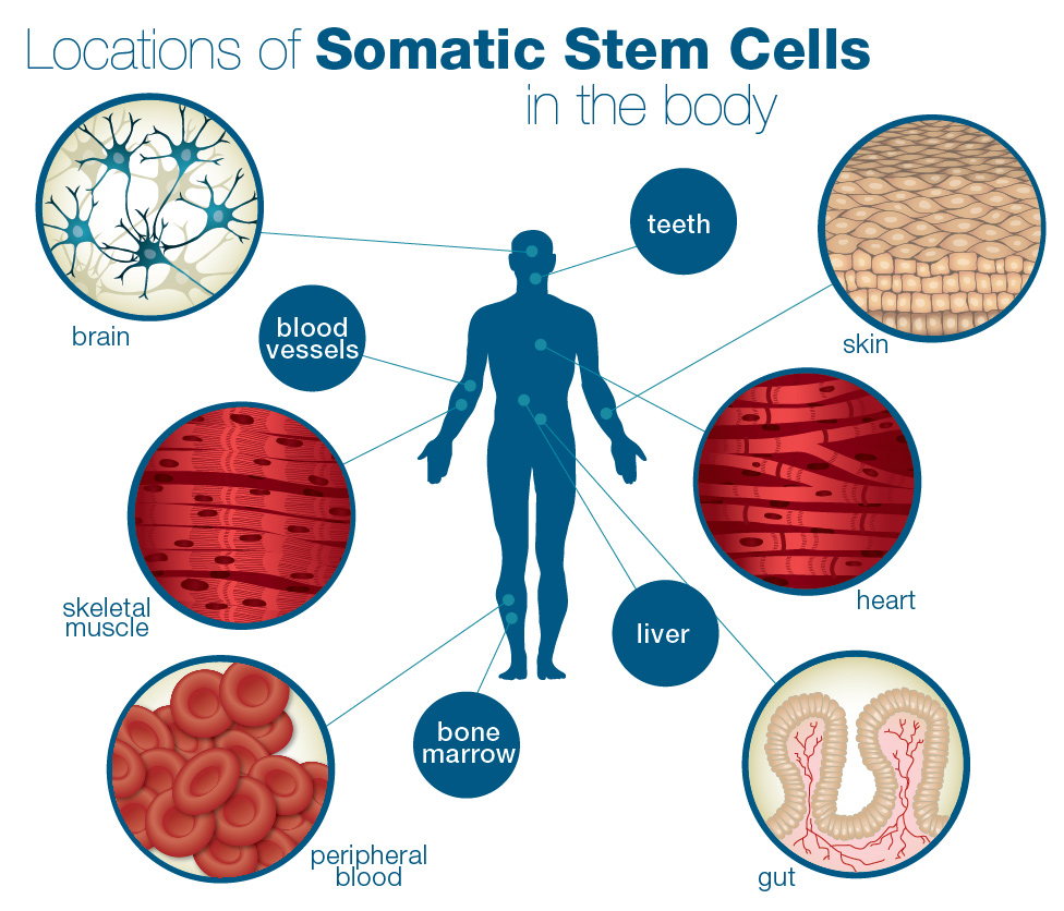 somaticstemcells.jpg