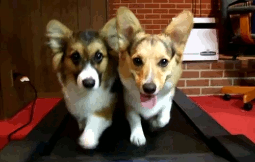 Two Dogs Dining GIF - Cute Funny Dogs - Discover & Share GIFs