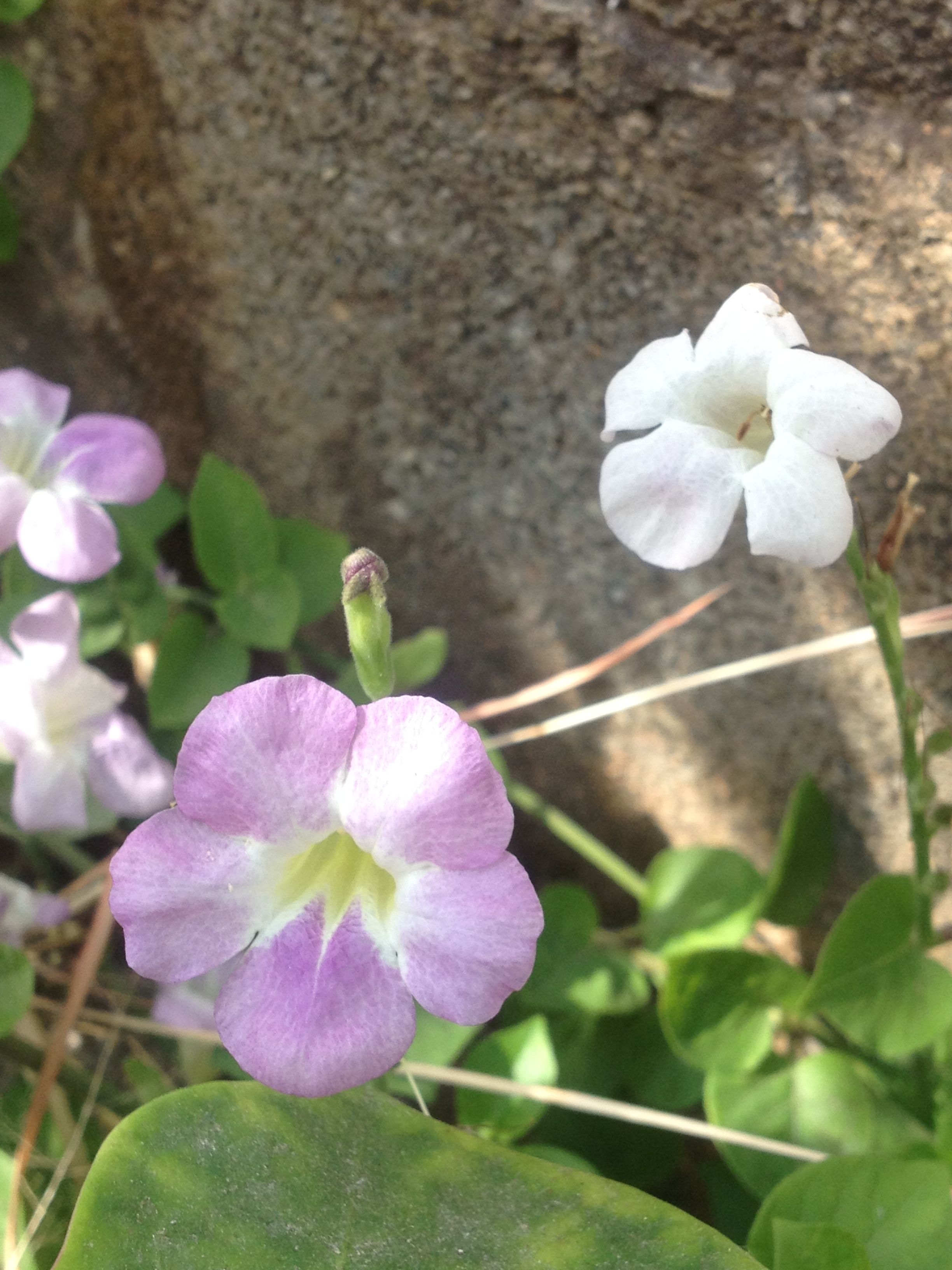 Flores Moradas Y Blancas De La Misma Planta — Steemit