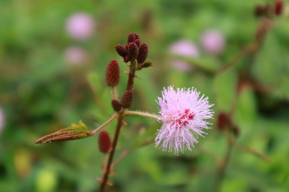 Makahiya Flower.jpg