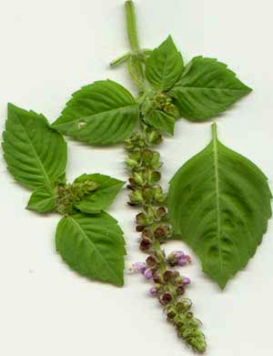 তুলসী-holy_basil.jpg