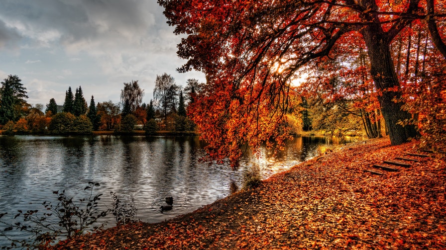 lake-red-fallen-leaves-tree-free-domain-pexels.jpeg