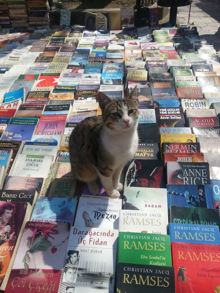 Kitaplar ve Kediler Books and Cats — Steemit