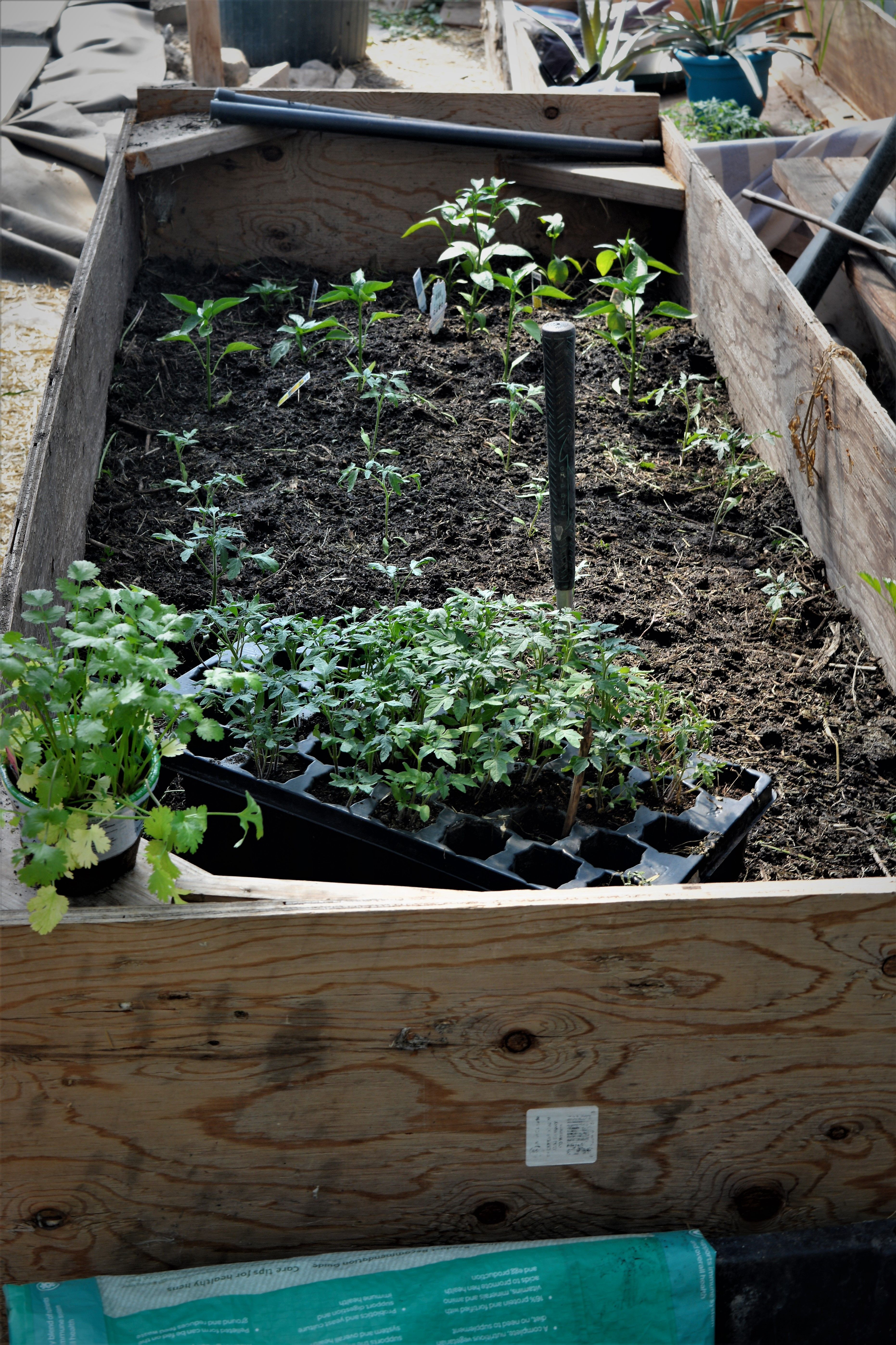 Raised Bed Hugelkultur Pt2 Tomatopepper Starts In Greenhouse — Steemit
