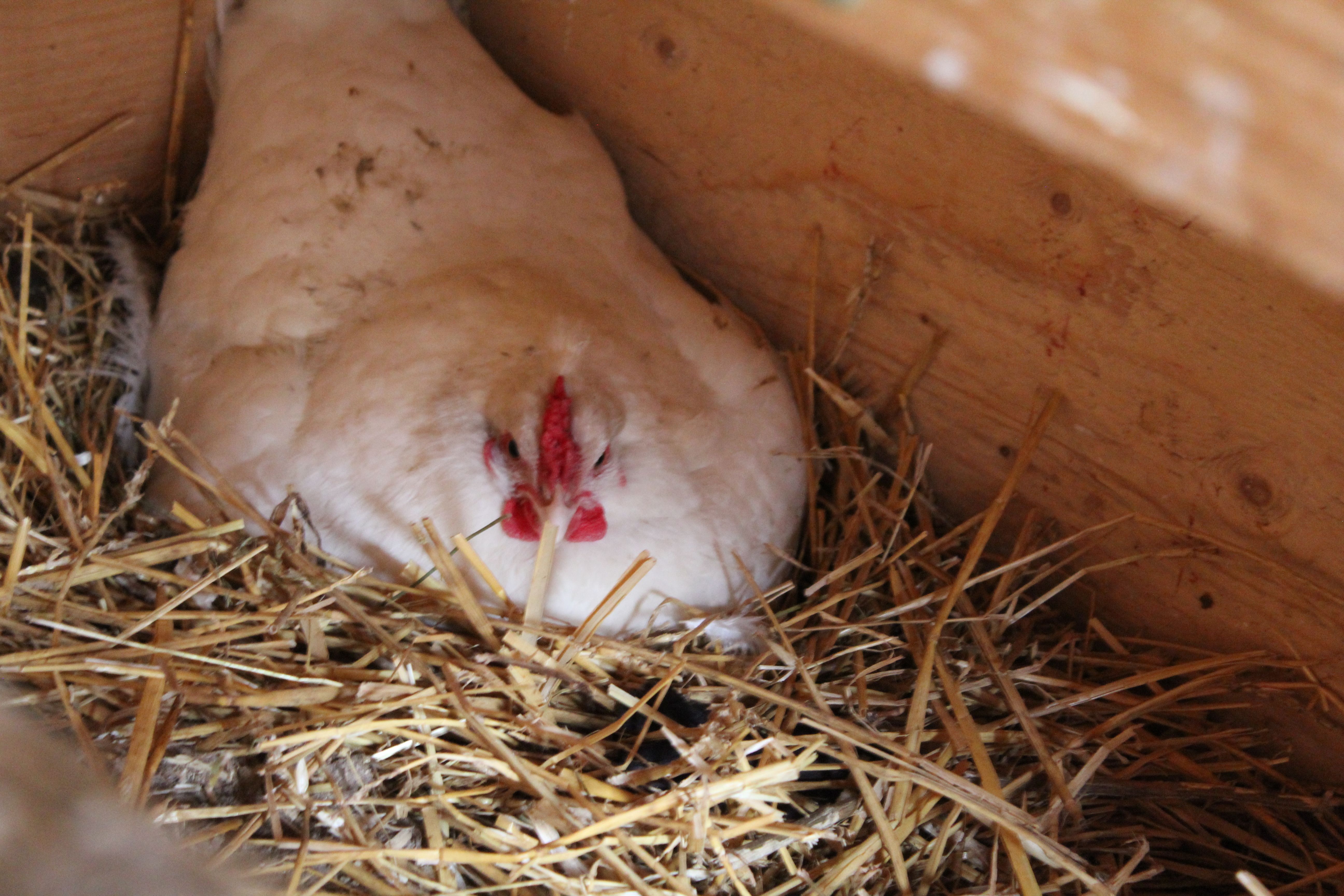 DQmaw9hENamh87mKU3cJsg9jP8N3NzxwAEv8NVzNyccU7GT.jpg alfalfa sitting on eggs.jpg