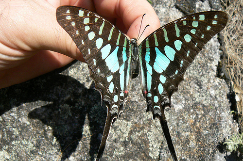 Mabu Butterfly.jpg