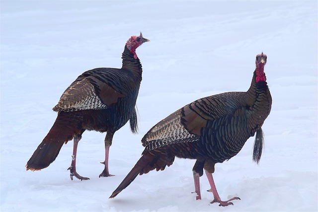 wild-turkeys-2156414_640.jpg