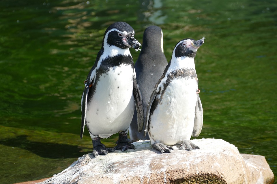 Bird-Sea-Animal-Penguin-Pair-Zoo-Antarctica-2755321.jpg