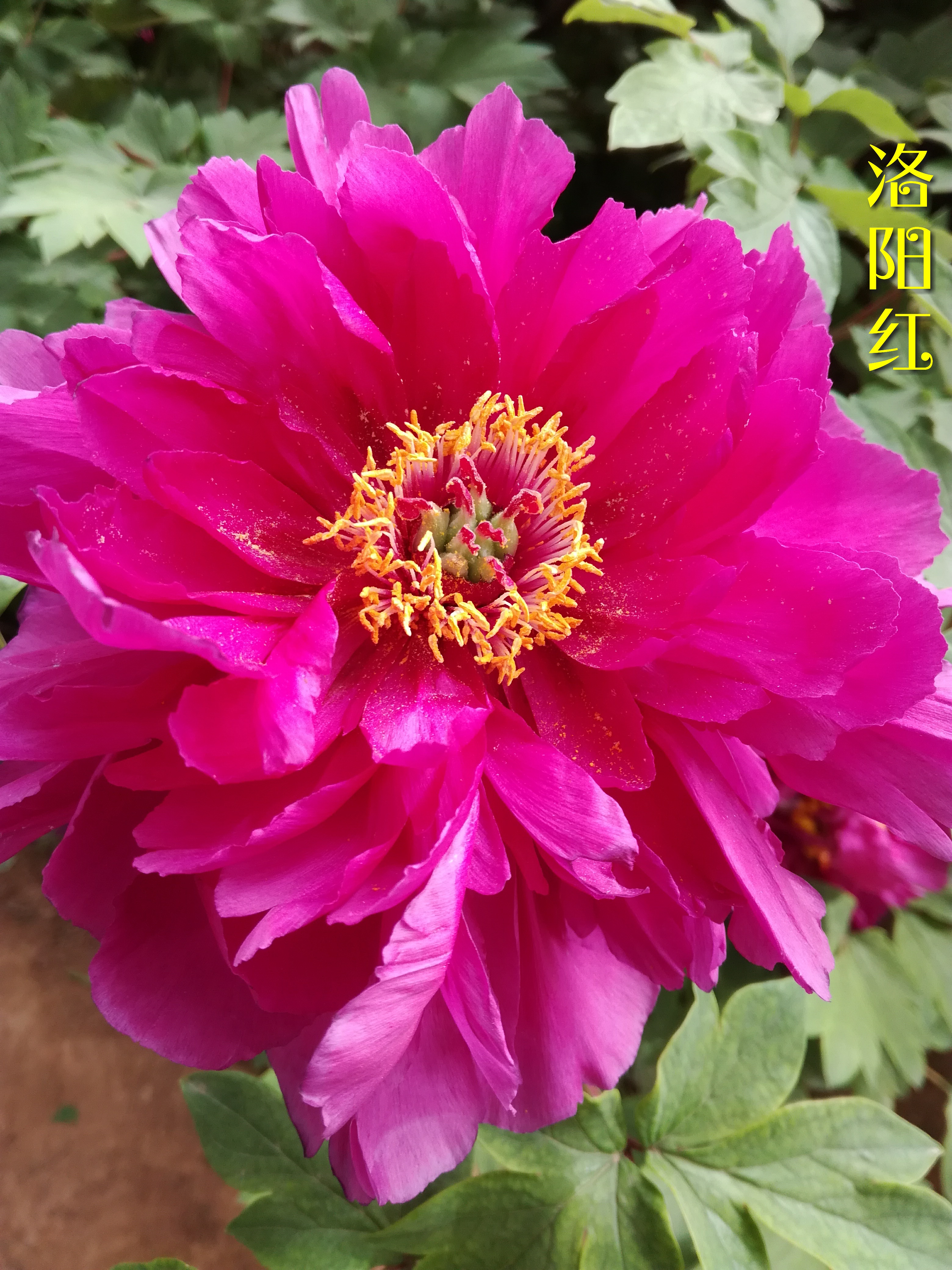 Different Types Of Moutan Peony Vii 牡丹之 洛阳红 葛巾紫 酒醉杨妃 圣代 锦绣球 Steemit