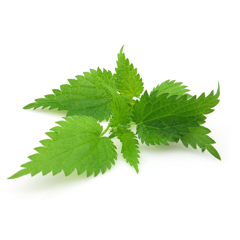 nettle-avatar-e1446795060457.jpg