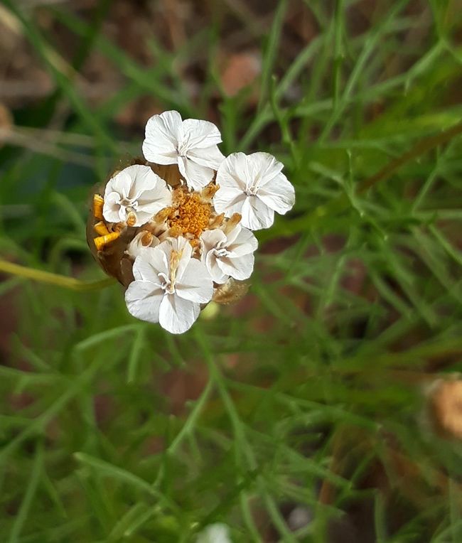 ursinia nana fruit.jpg