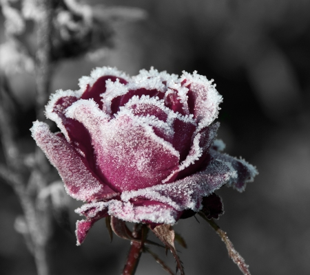 flowers in - frozen — Steemit