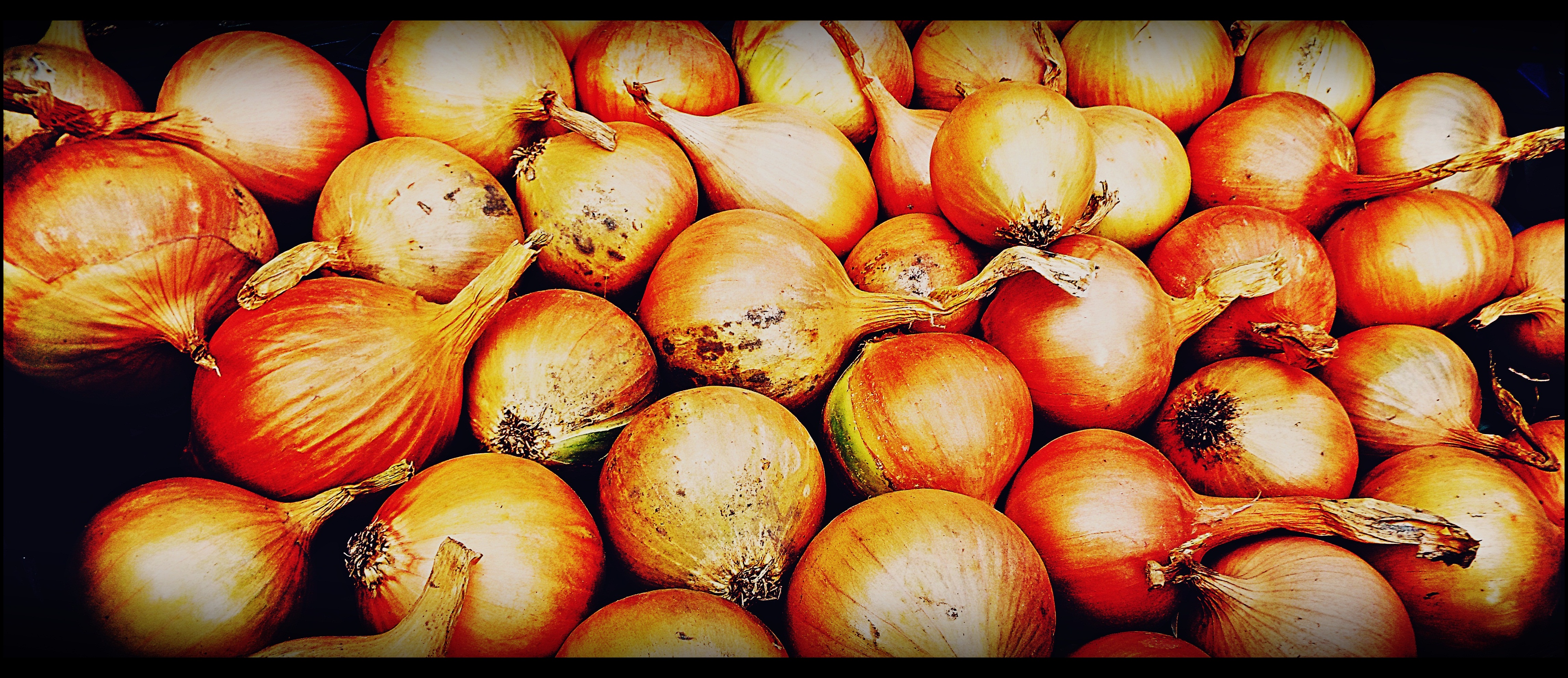 onions border.JPG