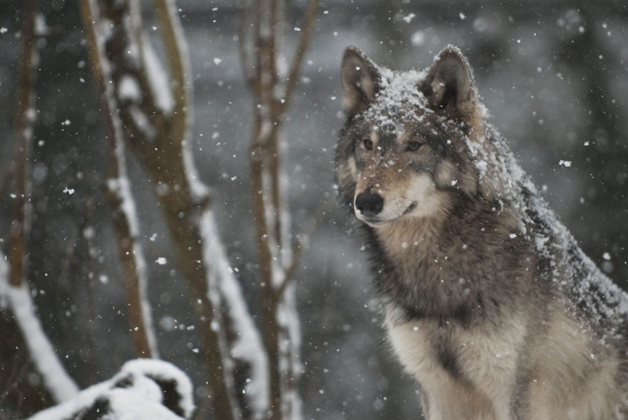 Wolf_in_snow.jpg