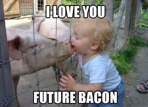 I-Love-Future-Bacon-Funny-Pig-Meme-Picture.jpg