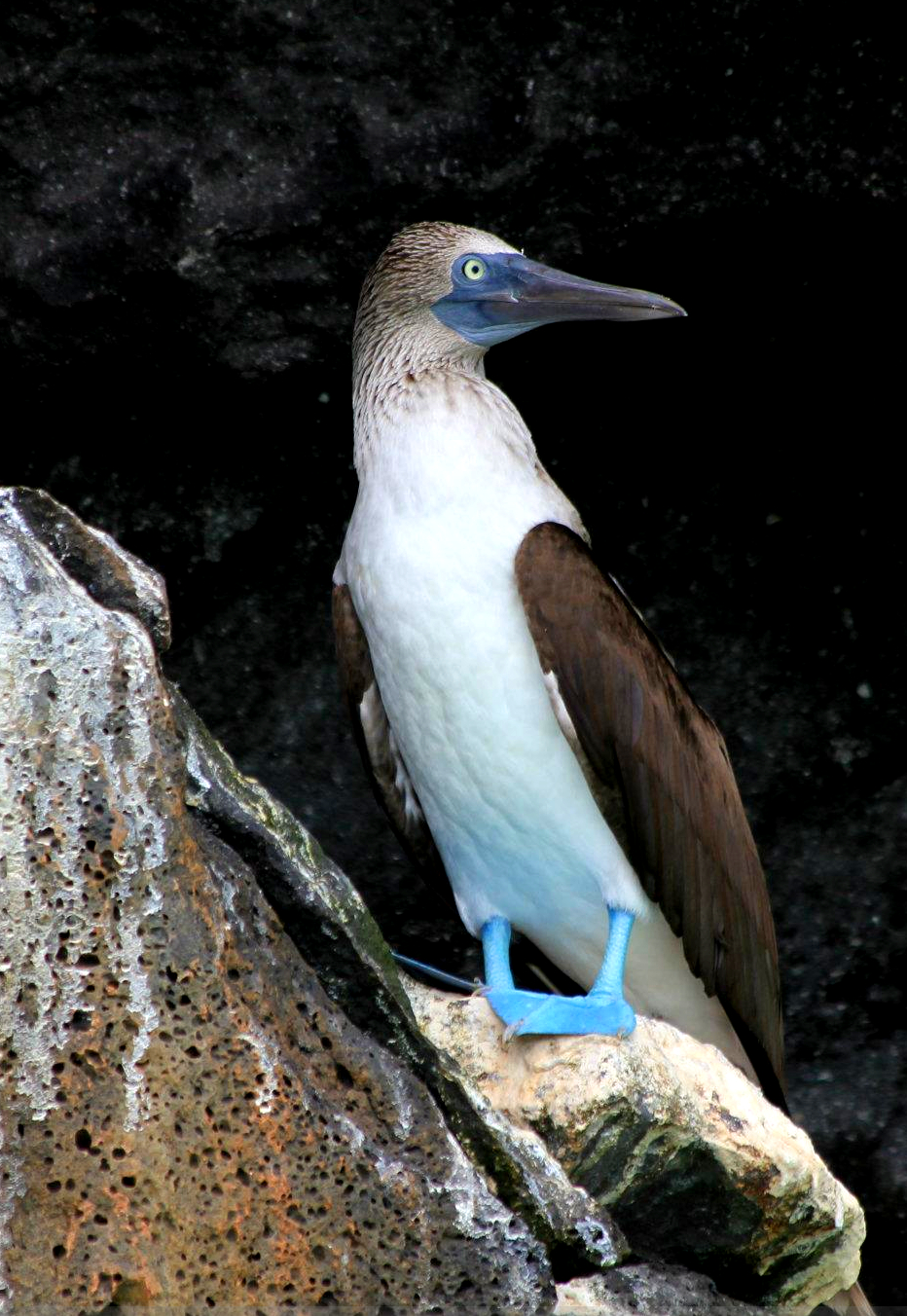 galapagosazules.jpg